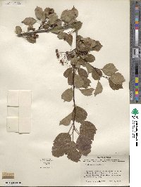 Crataegus viridis image