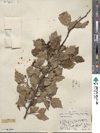 Crataegus viridis image