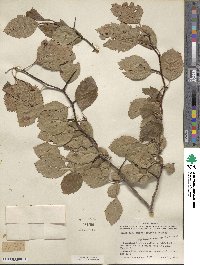 Crataegus viridis image