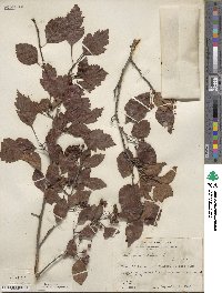 Crataegus viridis image