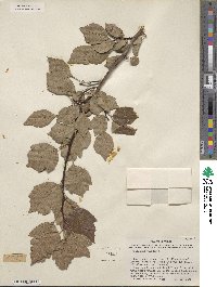 Crataegus viridis image