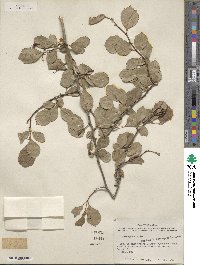 Crataegus viridis image