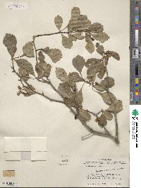 Crataegus viridis image