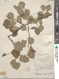 Crataegus viridis image