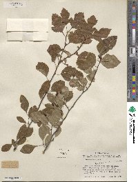 Crataegus viridis image