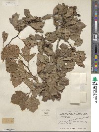 Crataegus viridis image