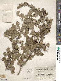 Crataegus viridis image