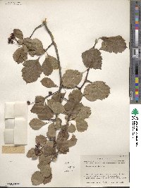 Crataegus viridis image