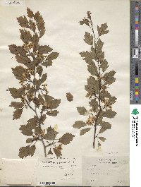 Crataegus viridis image