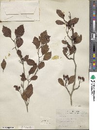 Crataegus viridis image