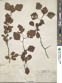 Crataegus viridis image