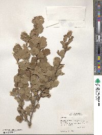 Crataegus viridis image