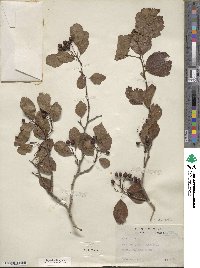 Crataegus viridis image