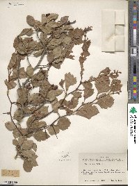 Crataegus viridis image