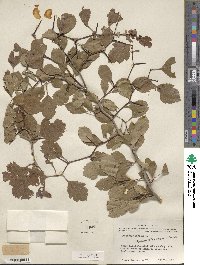 Crataegus viridis image