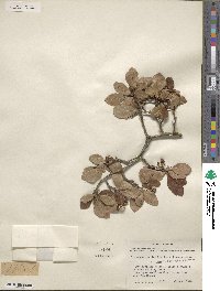 Crataegus viridis image