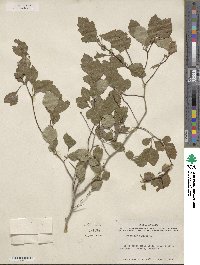 Crataegus viridis image