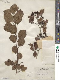 Crataegus viridis image