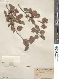 Crataegus viridis image