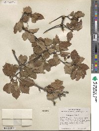 Crataegus viridis image