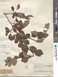 Crataegus viridis image