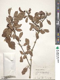 Crataegus viridis image