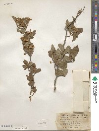 Crataegus viridis image