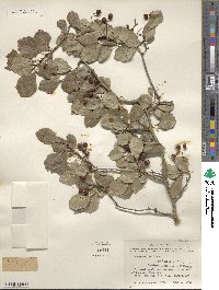 Crataegus viridis image