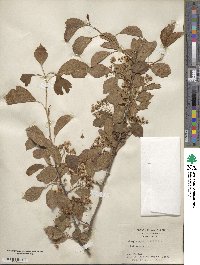 Crataegus viridis image