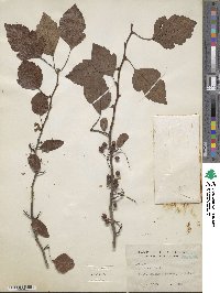 Crataegus viridis image