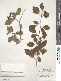 Crataegus viridis image