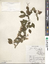 Crataegus viridis image