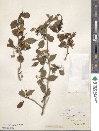 Crataegus viridis image