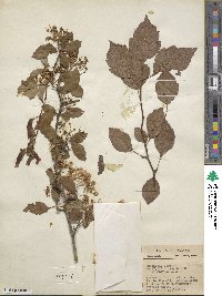 Crataegus viridis image