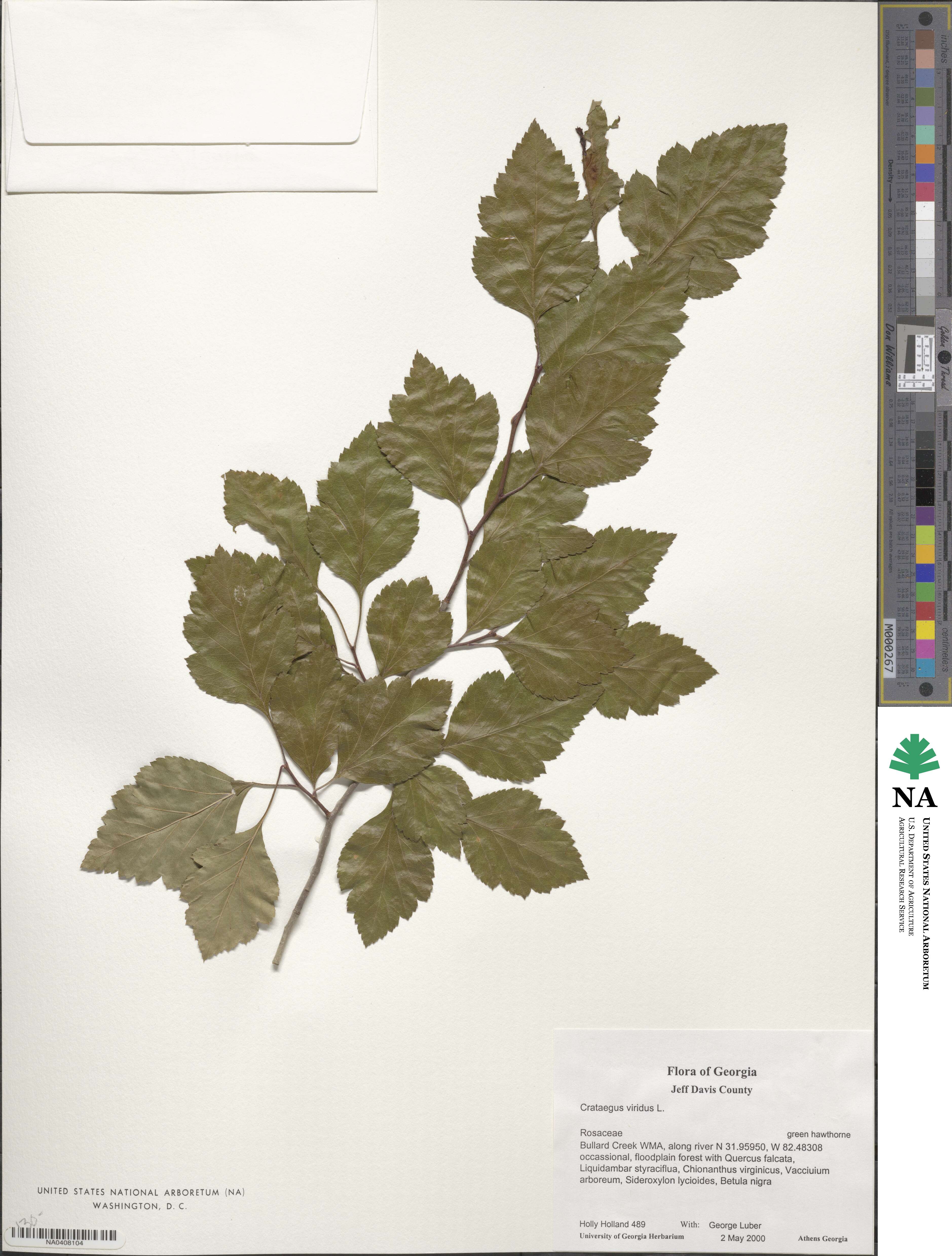 Crataegus viridis image