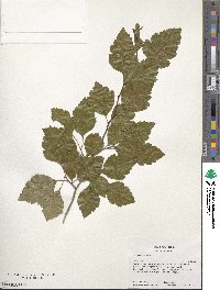 Crataegus viridis image