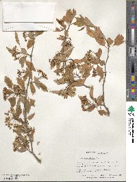 Crataegus viridis image