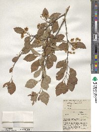 Crataegus viridis image