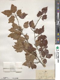 Crataegus viridis image