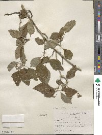 Crataegus viridis image