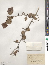 Crataegus viridis image