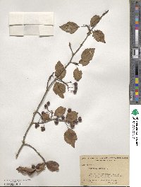 Crataegus viridis image