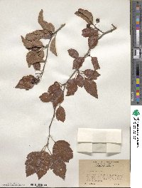 Crataegus viridis image