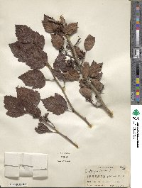 Crataegus viridis image