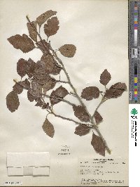 Crataegus viridis image