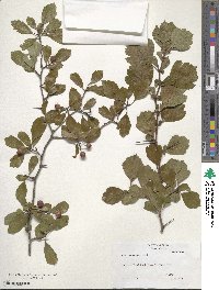 Crataegus sororia var. visenda image