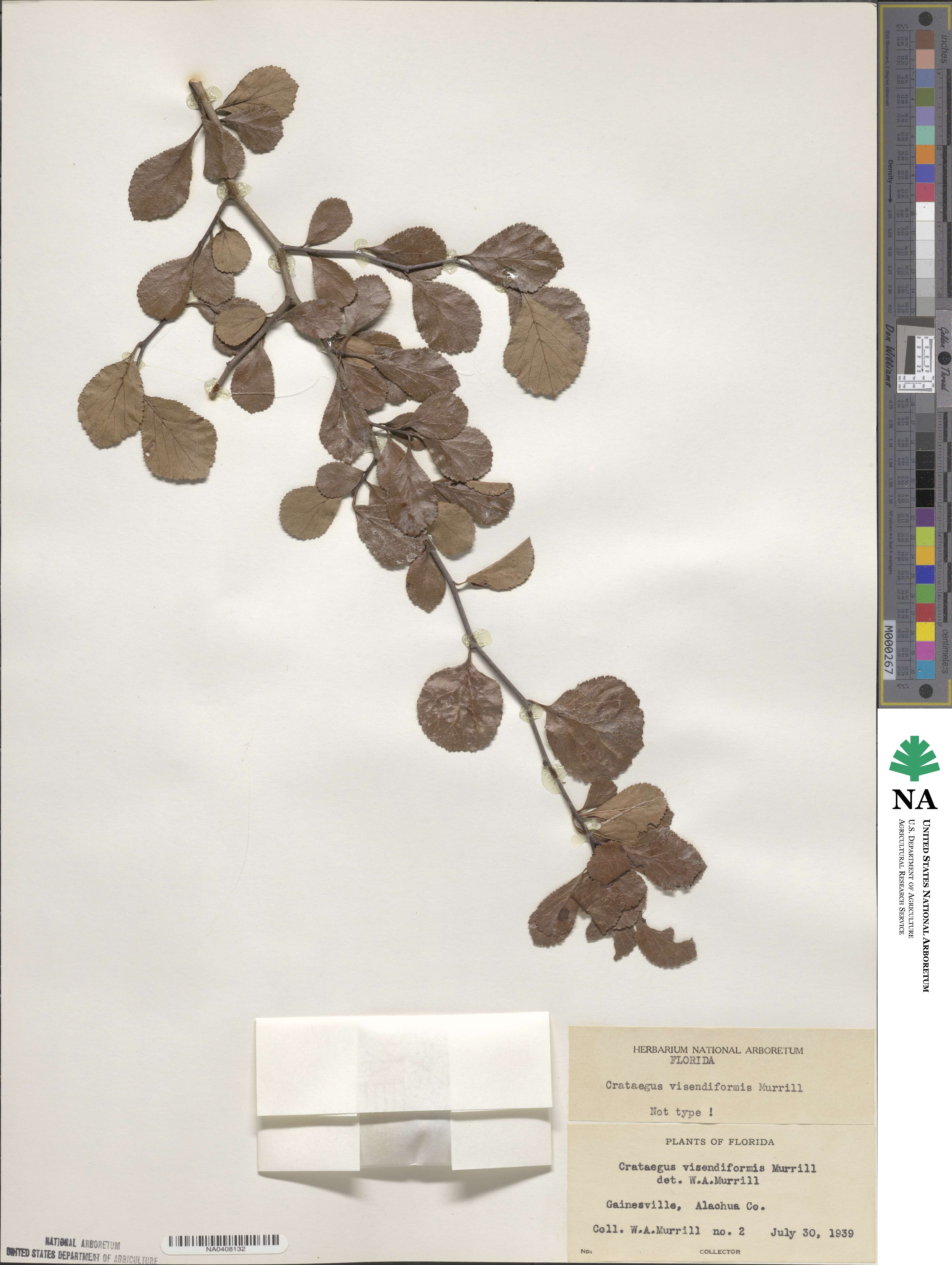 Crataegus visendiformis image