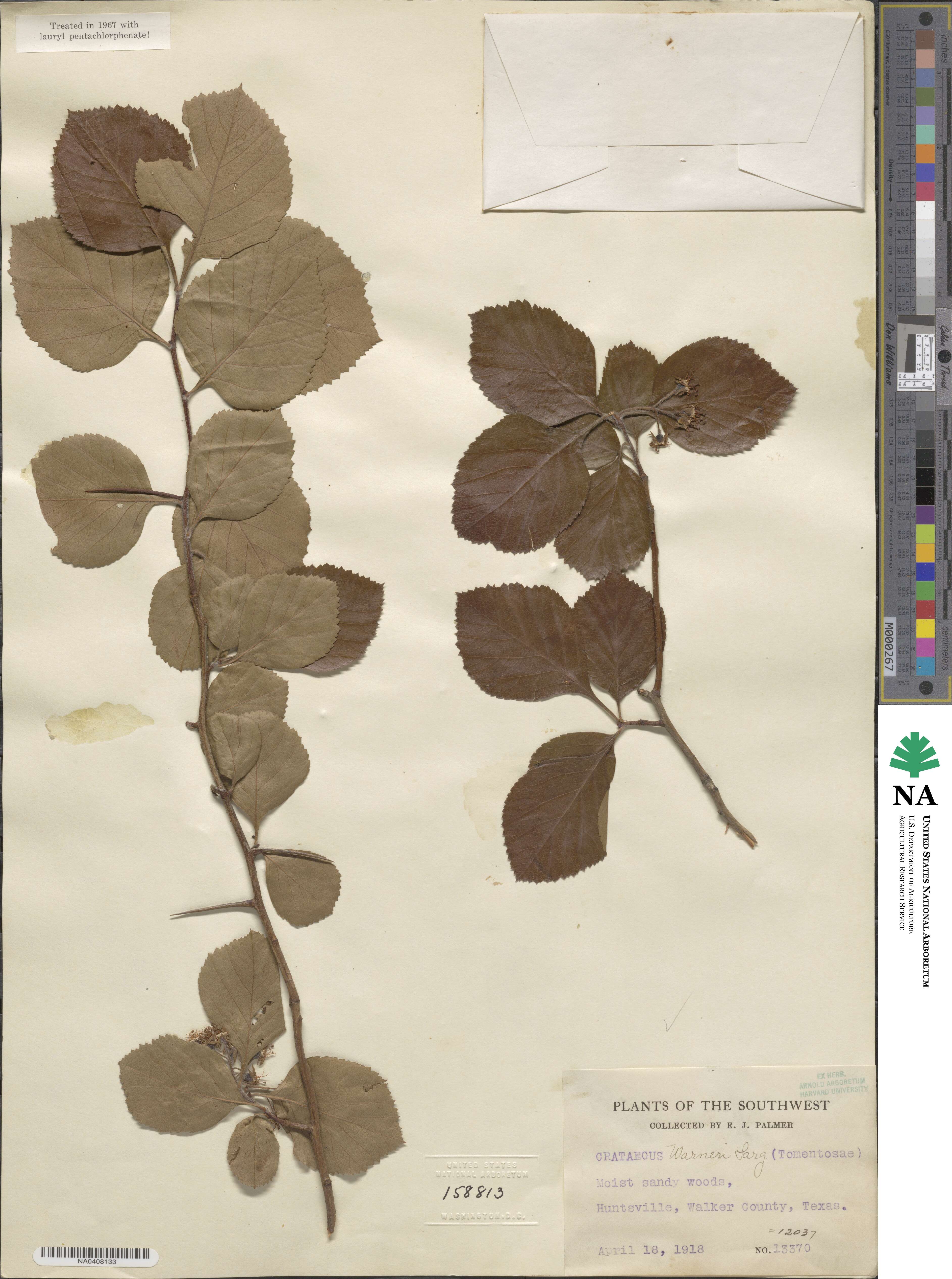 Crataegus warneri image