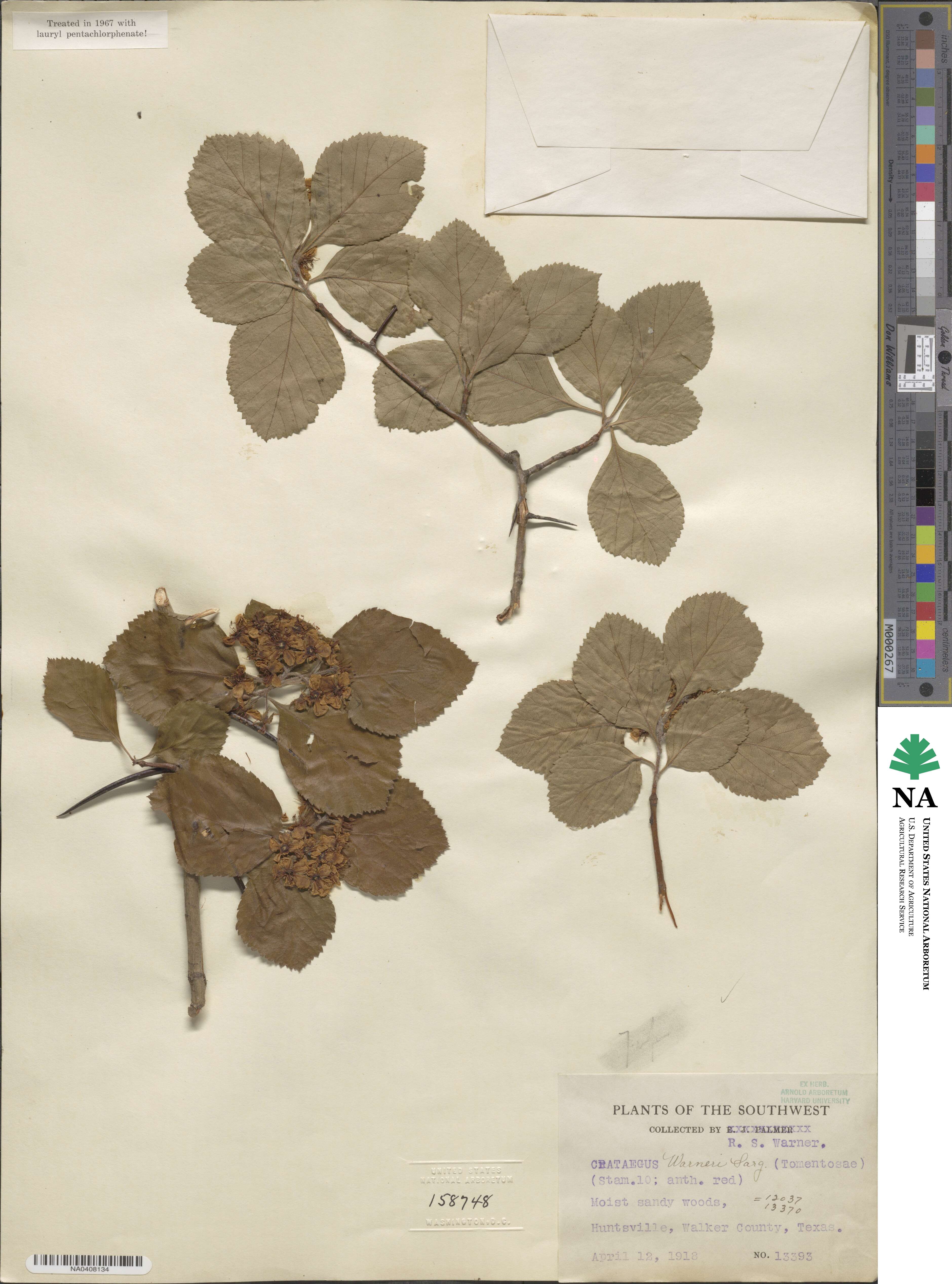 Crataegus warneri image