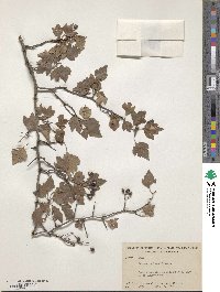 Crataegus phaenopyrum image